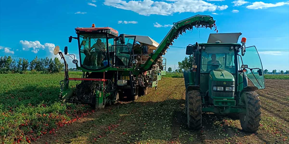 Al via la raccolta del pomodoro da industria: produzione in crescita, ma è incognita meteo